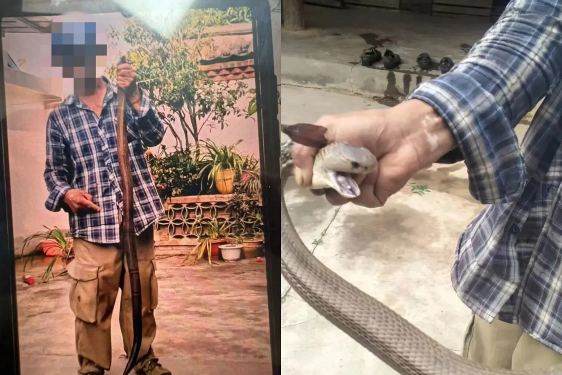 Bị rắn độc cắn vẫn chụp ảnh, người đàn ông 58 tuổi 'chật vật' thoát cửa tử
