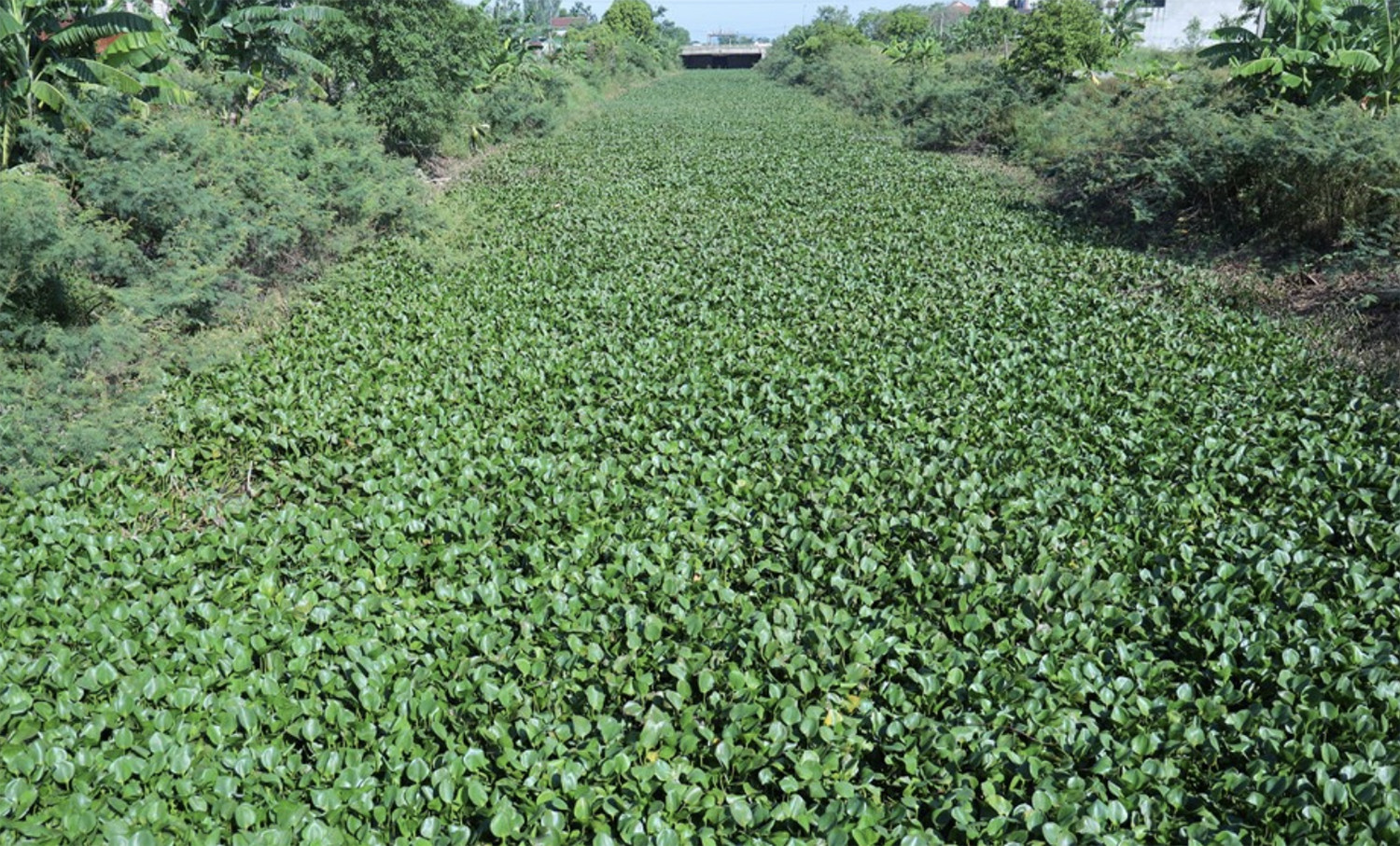 kenh tưới tiêu.jpg
