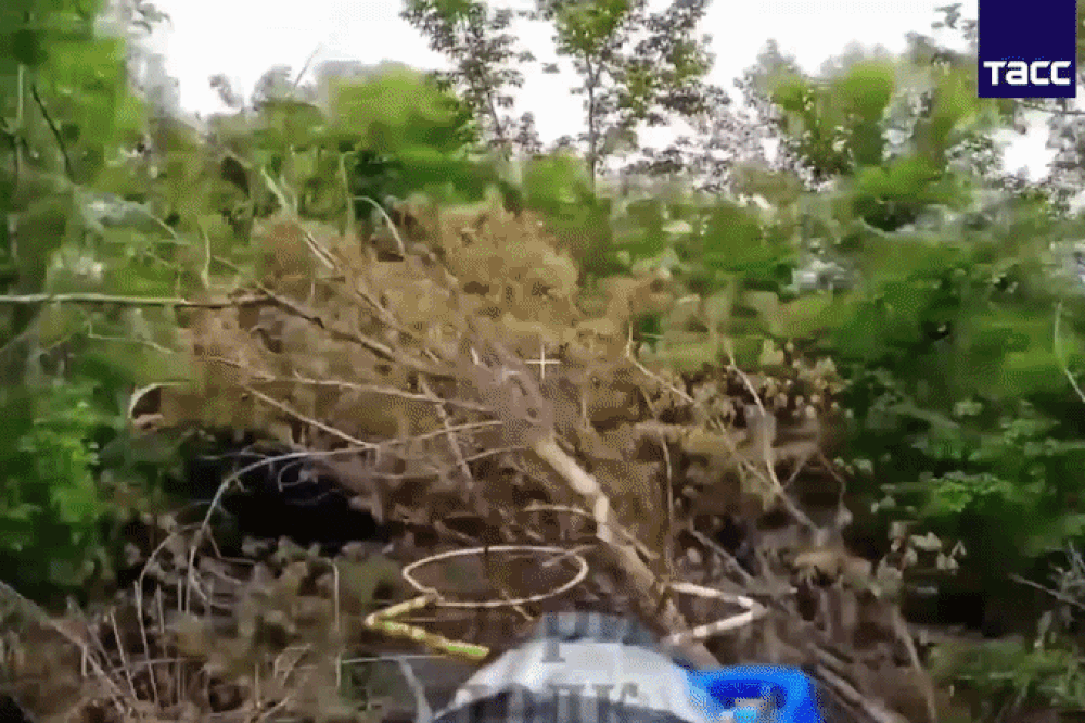 Leopard1 ezgif.com resize.gif