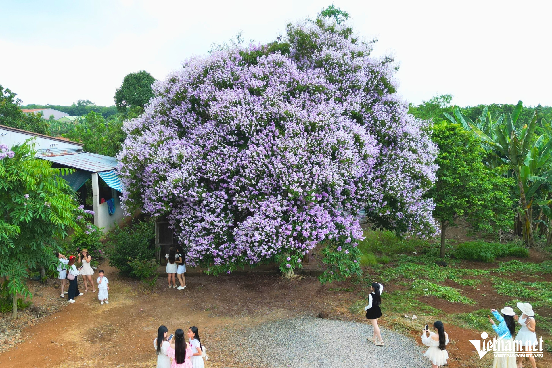 W-cay bang lang 15.jpg