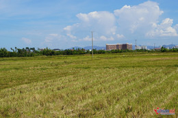 W-lúa bỏ hoang.jpg