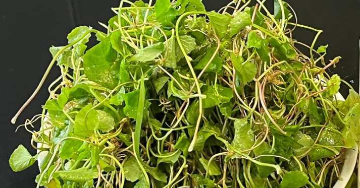 Loại rau mọc đầy bờ ruộng được ví như "kem chống nắng tự nhiên"