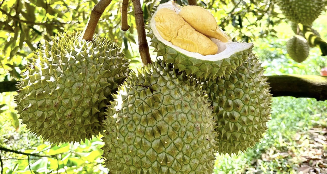 Việt Nam tăng tốc xuất khẩu, Trung Quốc áp lệnh mới với 2.589 mặt hàng nông sản