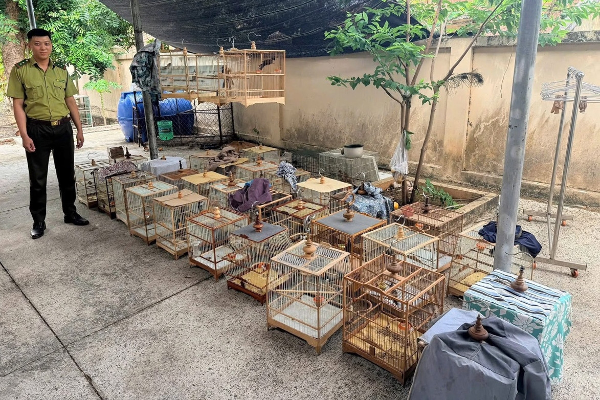 Chủ tiệm chim cảnh ở TPHCM bị phạt 7,5 triệu đồng, tịch thu 35 con chim chào mào