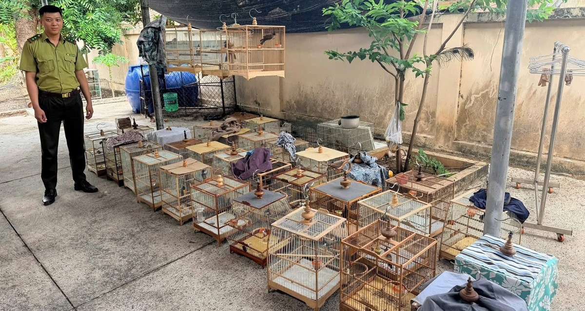 Chủ tiệm chim cảnh ở TPHCM bị phạt 7,5 triệu đồng, tịch thu 35 con chim chào mào
