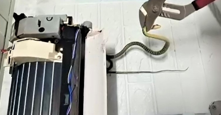 Clip tá hỏa phát hiện 4 con rắn trong điều hòa phòng ngủ