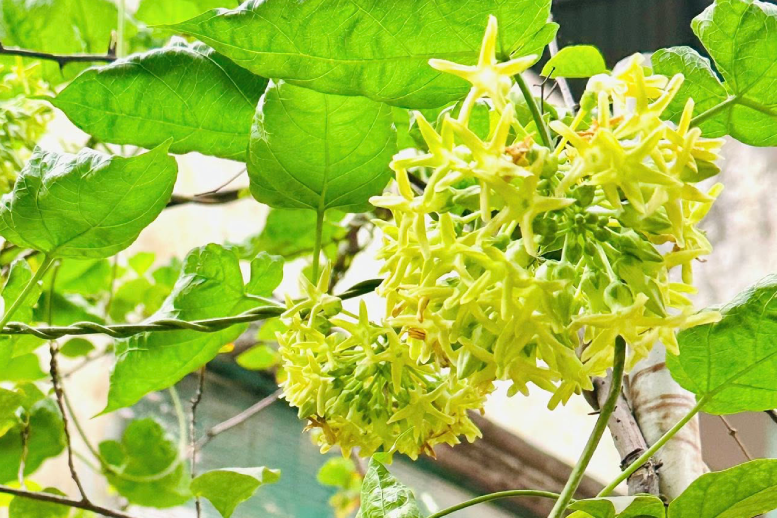 Hoa thiên lý có nhiều công dụng bất ngờ nhưng 5 nhóm người nên tránh ăn