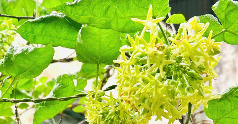 Hoa thiên lý có nhiều công dụng bất ngờ nhưng 5 nhóm người nên tránh ăn