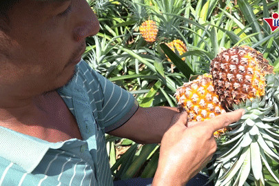 Giá dứa rớt còn 5.000 đồng/kg, nông dân bất lực nhìn quả thối ngoài ruộng