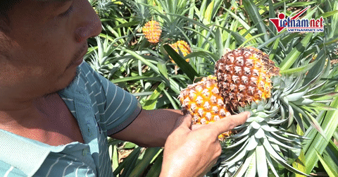 Giá dứa rớt còn 4.000 đồng/kg, nông dân bất lực nhìn quả thối ngoài ruộng