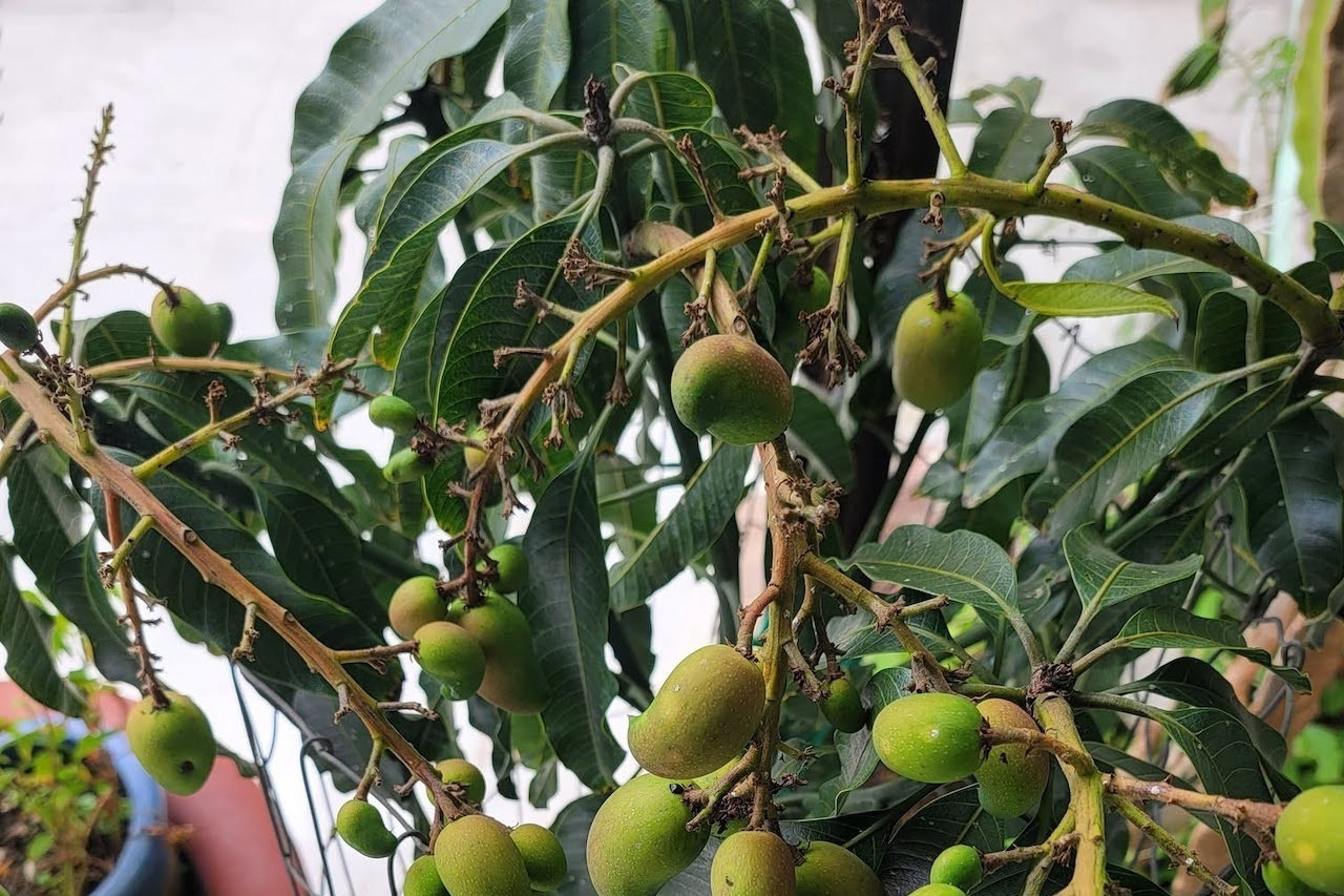 Loại lá 'khắc tinh' của đường huyết, giảm mỡ máu