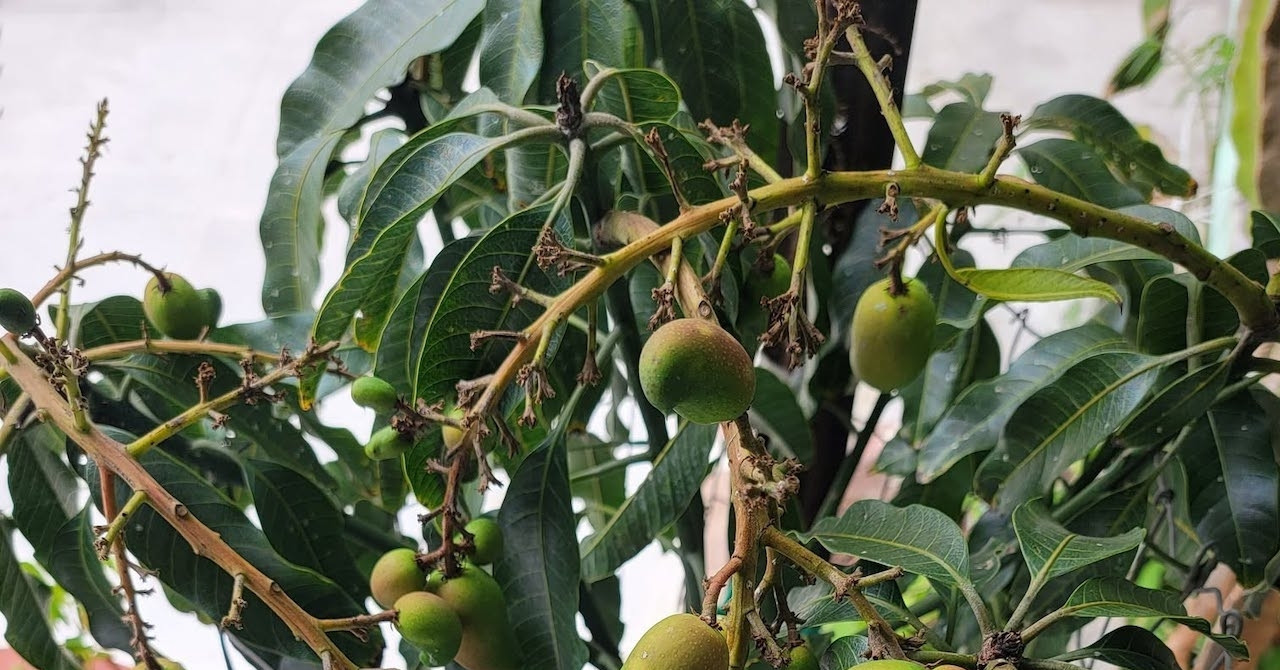 Loại lá "khắc tinh" của đường huyết, giảm mỡ máu