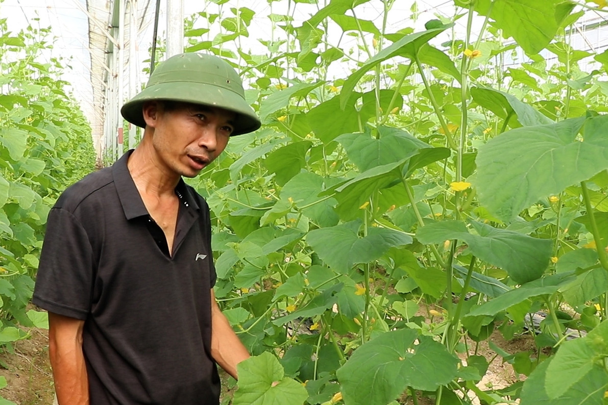 Bỏ việc lương 50 triệu ở Hà Nội, kỹ sư chi 10 tỷ về quê làm điều ít ai dám
