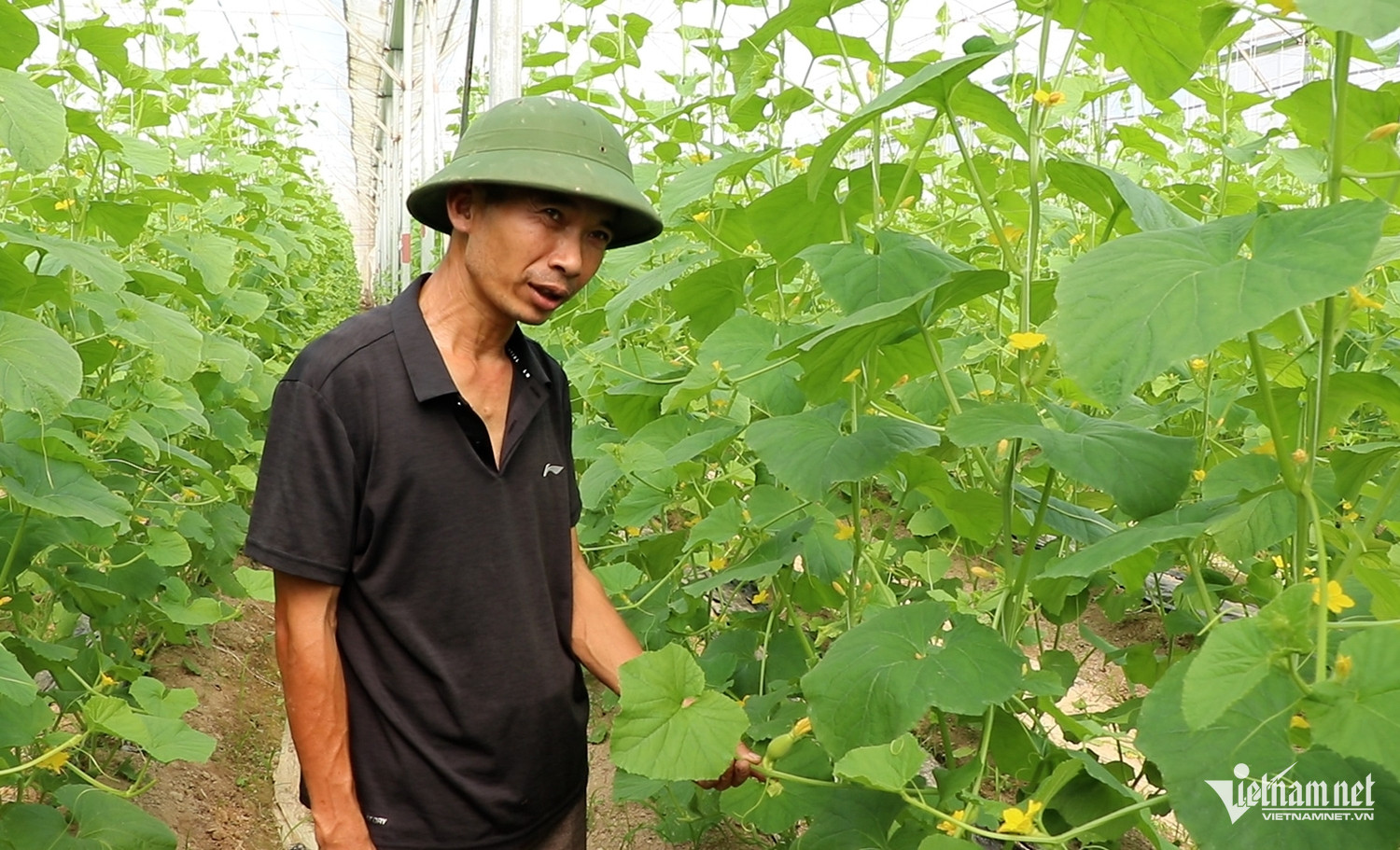 W-traang trại dưa 2.jpg