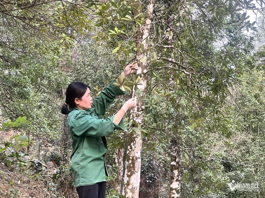 W-Kinh te rung Cao Bang.jpg