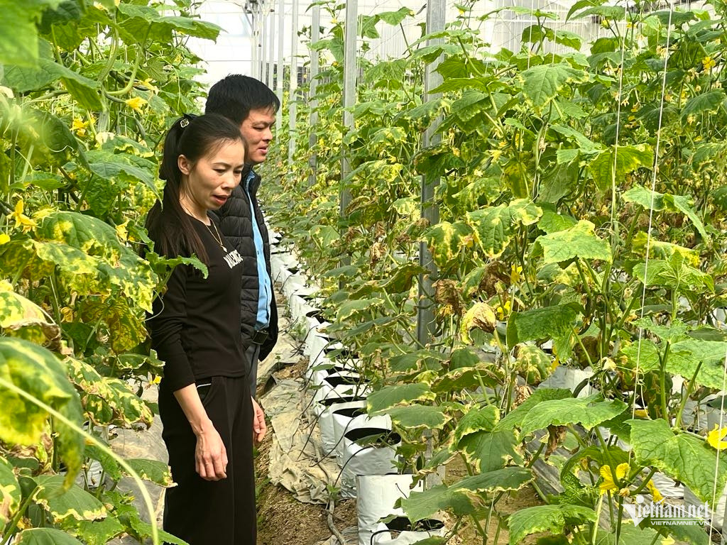 W-Nong dan so.jpg