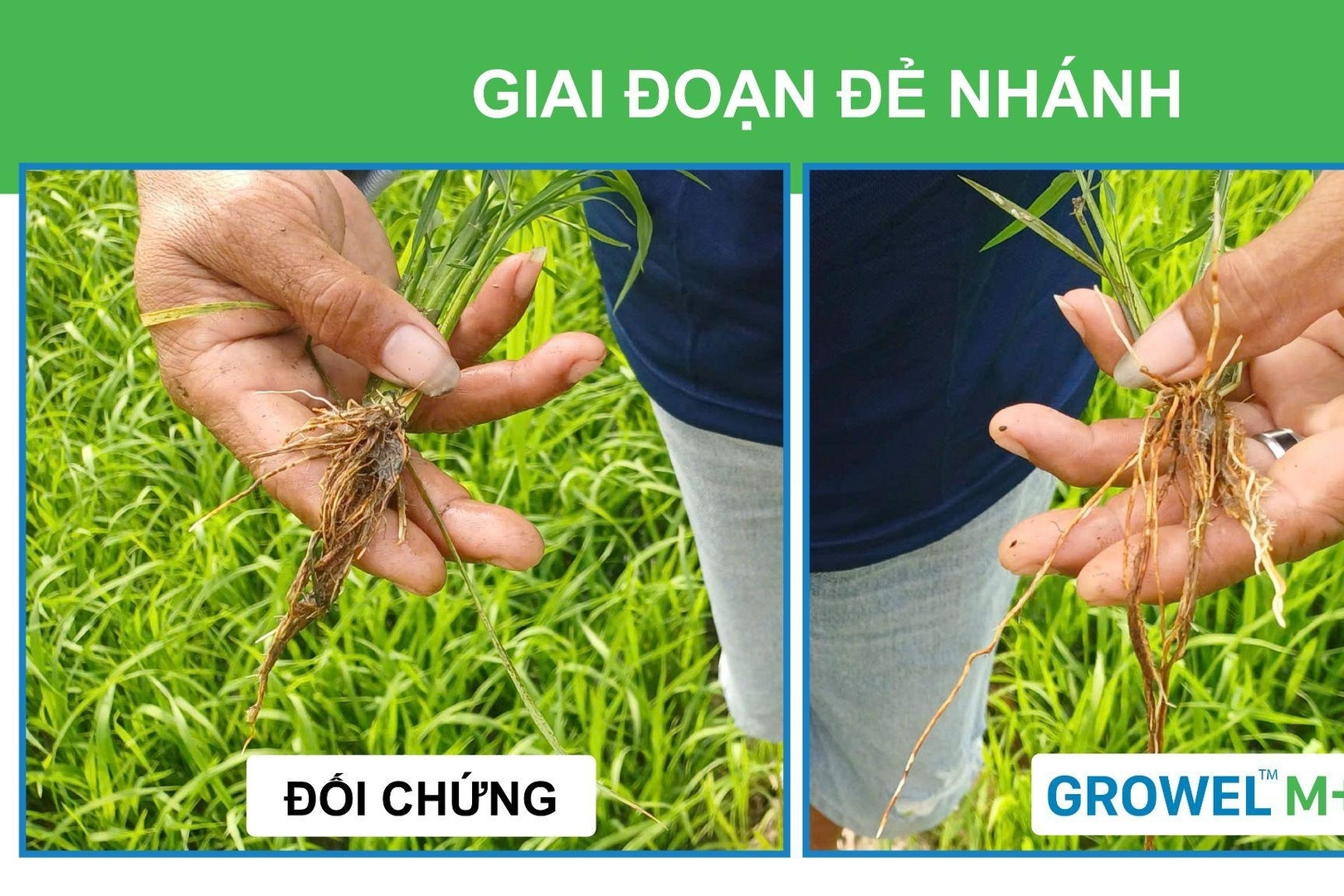 Biến rơm rạ thành phân bón ngay tại ruộng giúp canh tác lúa bền vững