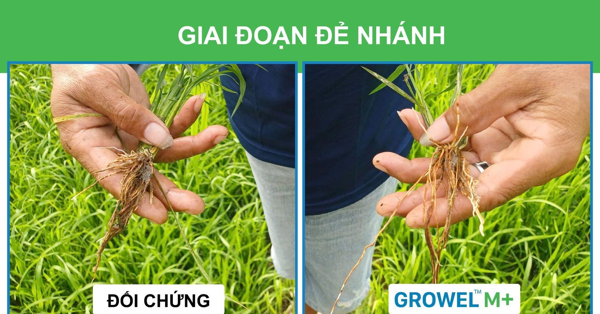 Biến rơm rạ thành phân bón ngay tại ruộng giúp canh tác lúa bền vững