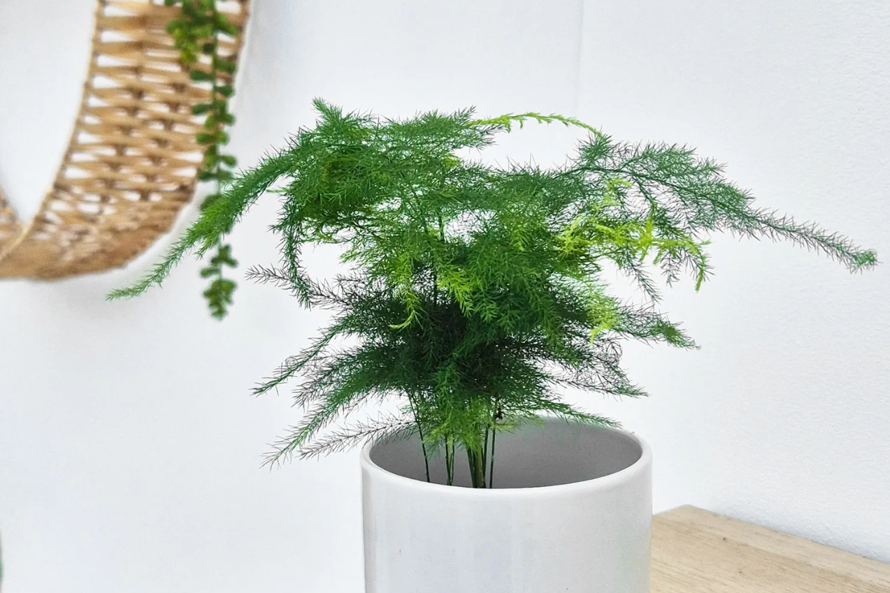 Nắng nóng đỉnh điểm, nhiều gia đình chọn 4 loại cây này để làm dịu phòng khách