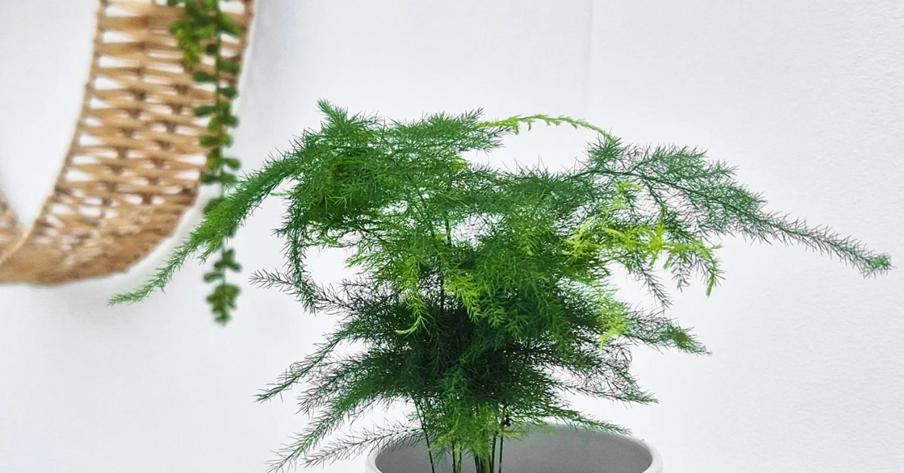 Nắng nóng đỉnh điểm, nhiều gia đình chọn 4 loại cây này để làm dịu phòng khách