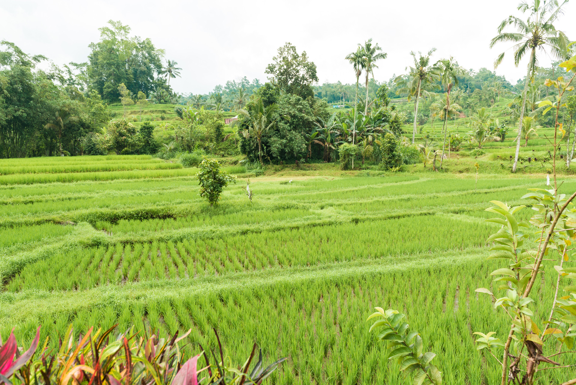 rice paddies (1).jpg