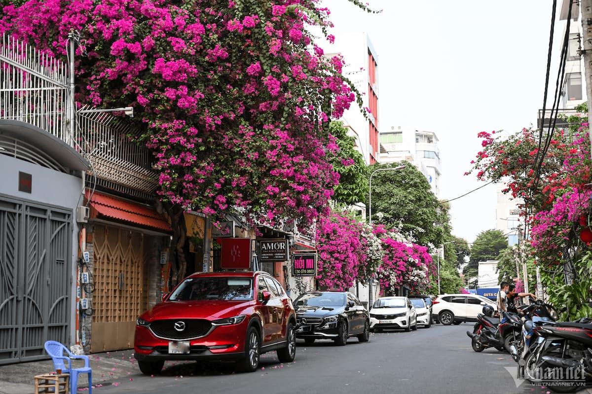 cay hoa giay.jpg