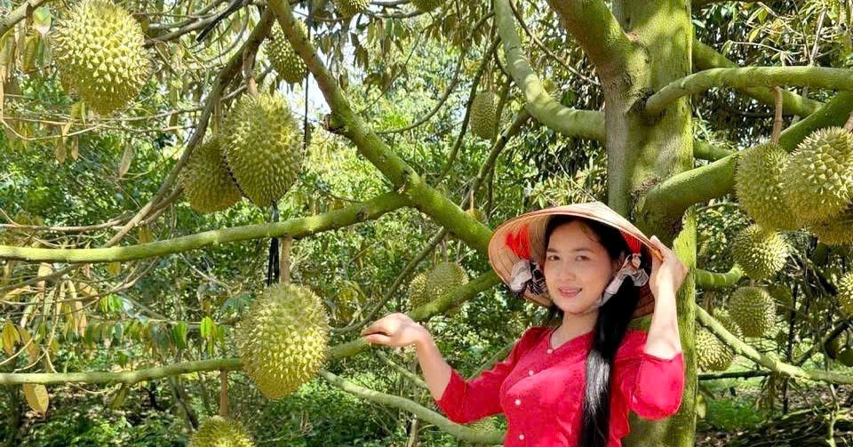Mở cửa đón khách, chủ vườn ở An Giang bán sầu riêng giá gấp 3 lần thị trường