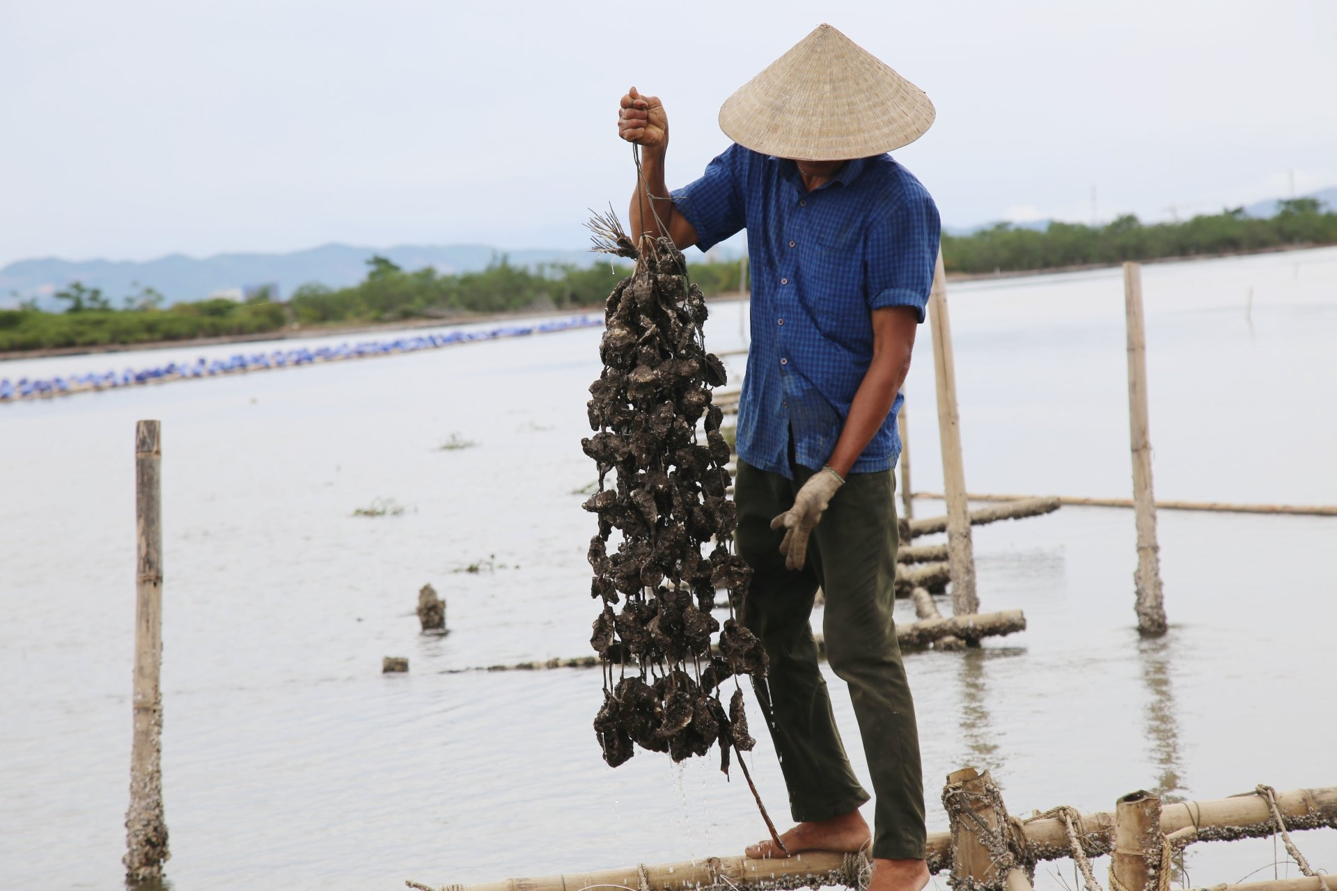 Nuôi loài không phải cho ăn, nông dân ven sông Rào Cái thu tiền tỷ