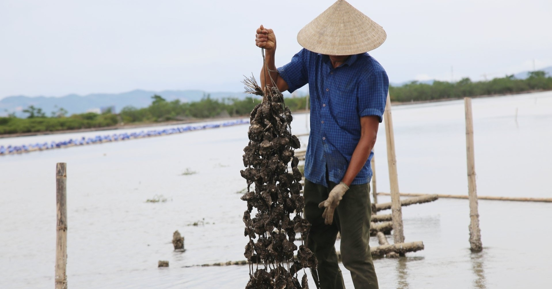 Nuôi loài không phải cho ăn, nông dân ven sông Rào Cái thu tiền tỷ
