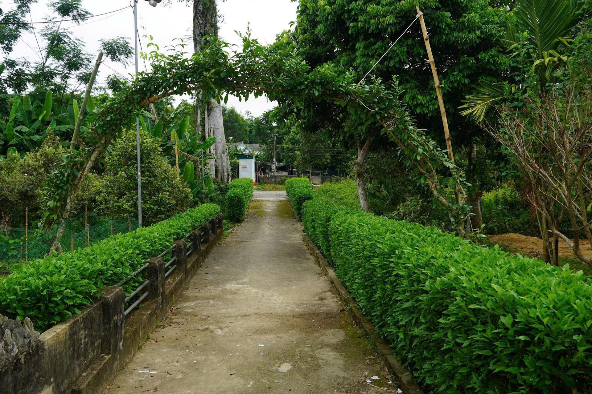 Những ‘dải lụa xanh’ trước nếp nhà sàn kể chuyện đổi thay ở bản làng người Thái