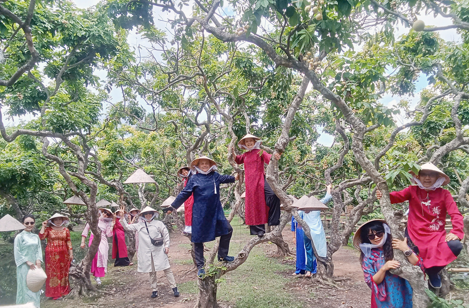 Vườn nhãn 0.jpg