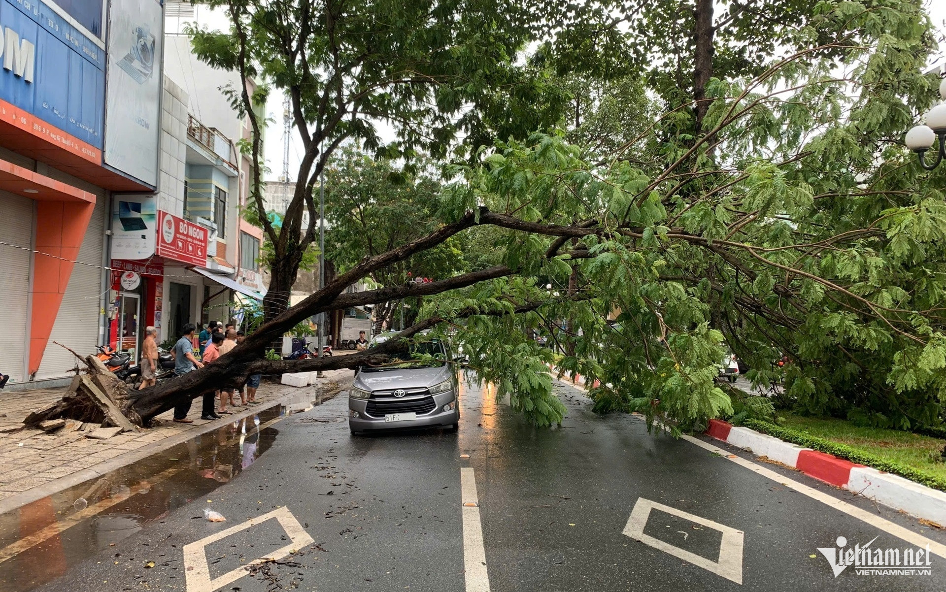W-Mưa gió lớn quật ngã nhiều cây xanh, đè trúng ô tô ở TPHCMvnn..jpg