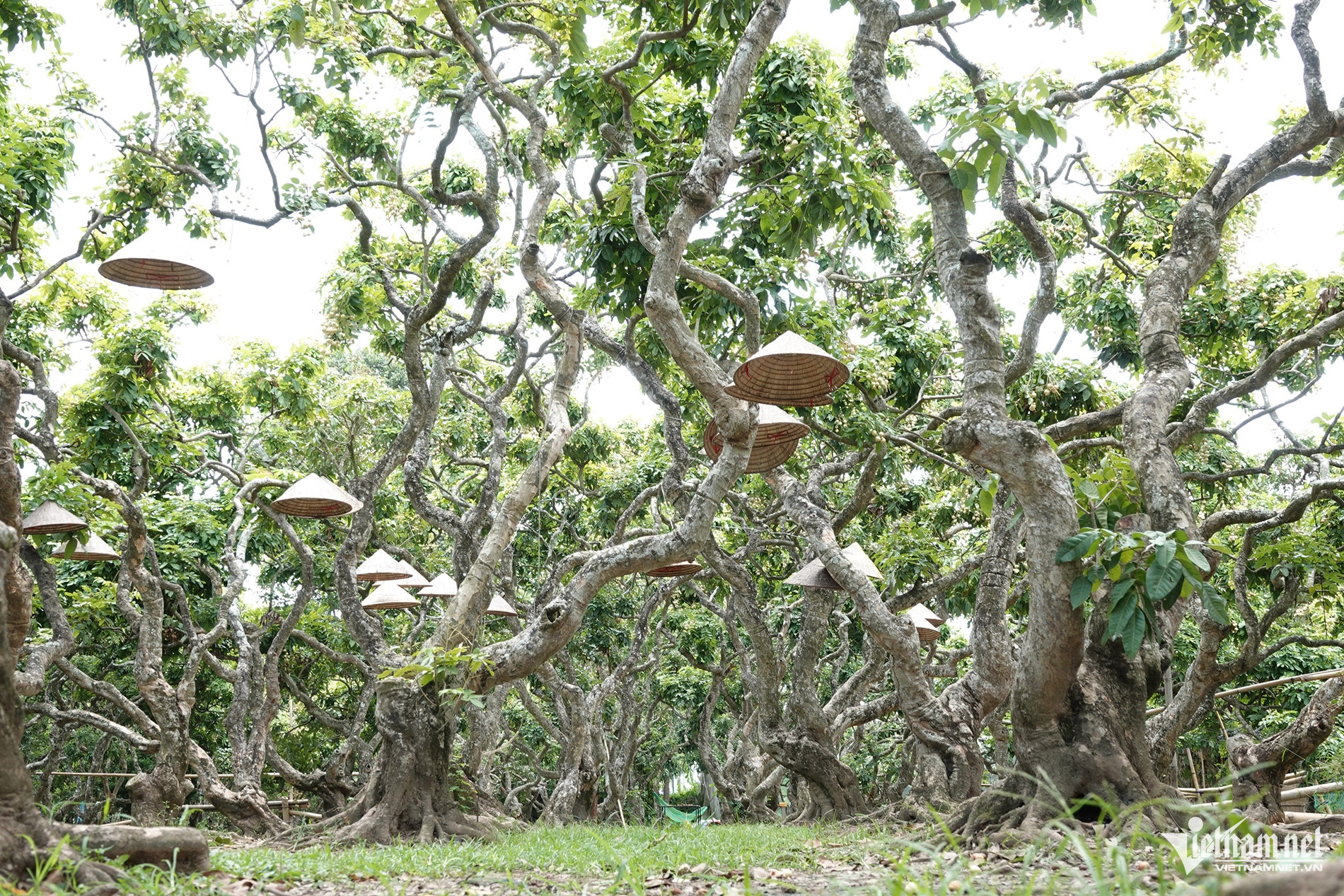 W-Vườn nhãn 00.jpg