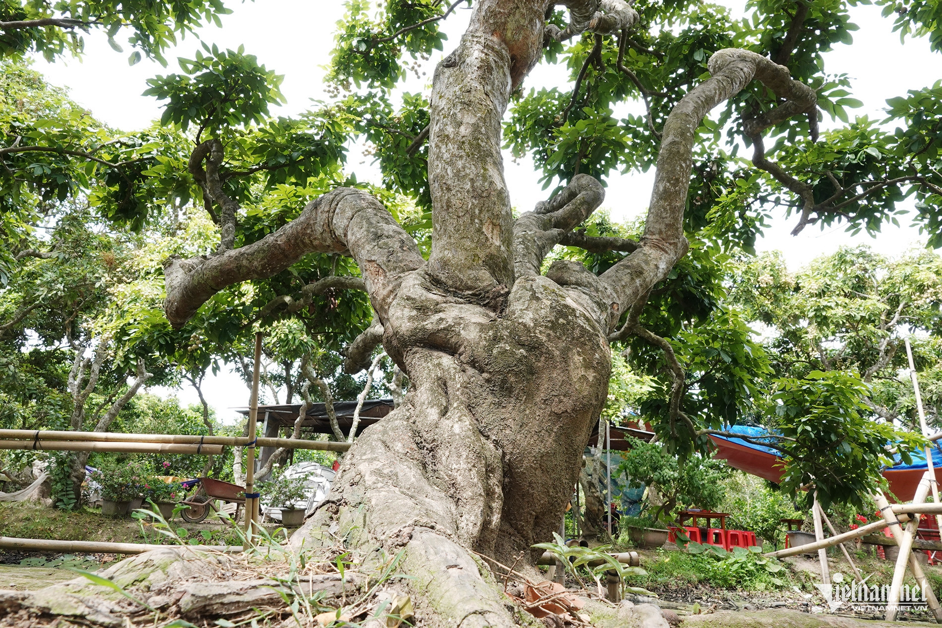 W-Vườn nhãn 1.jpg