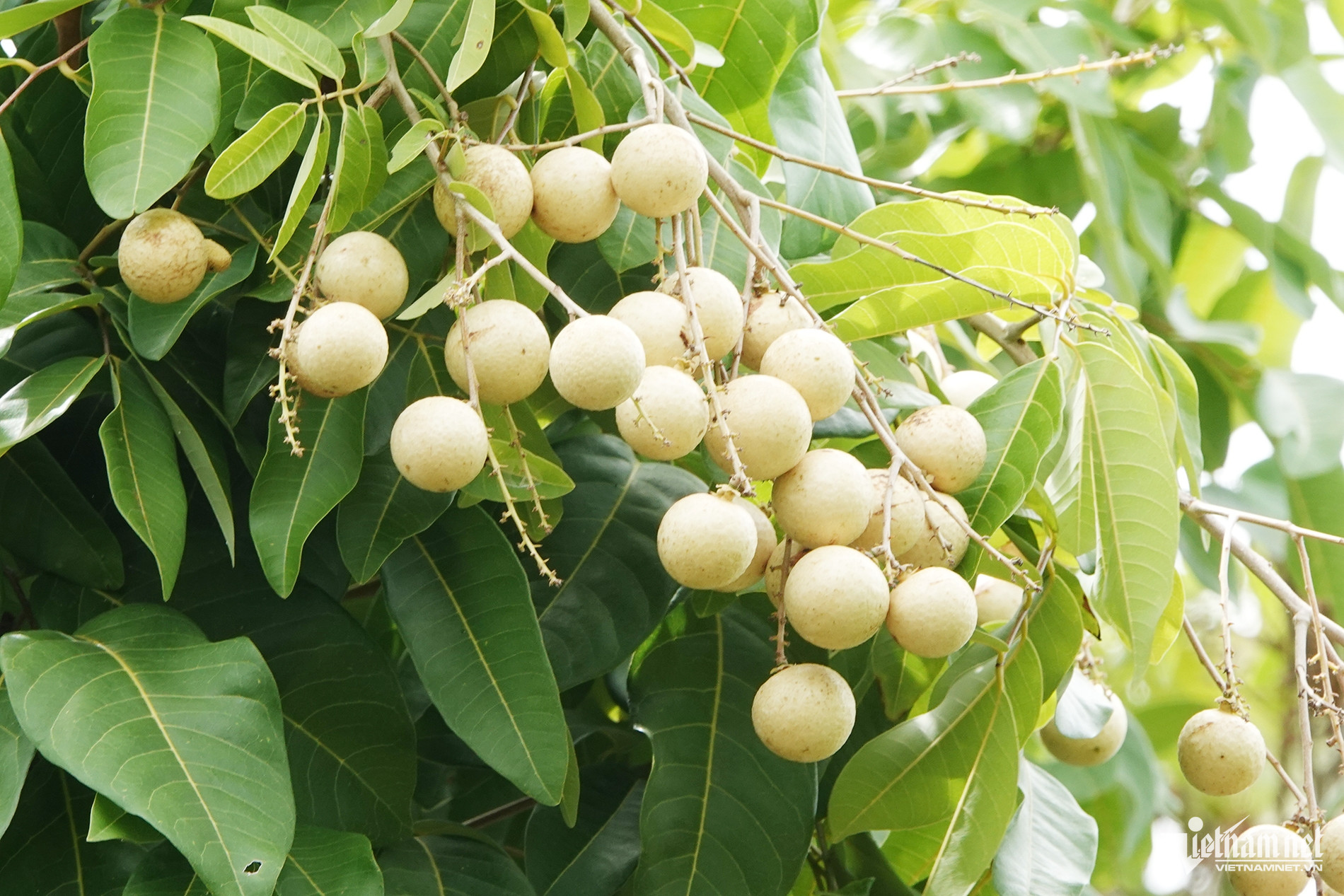 W-Vườn nhãn 1245.jpg