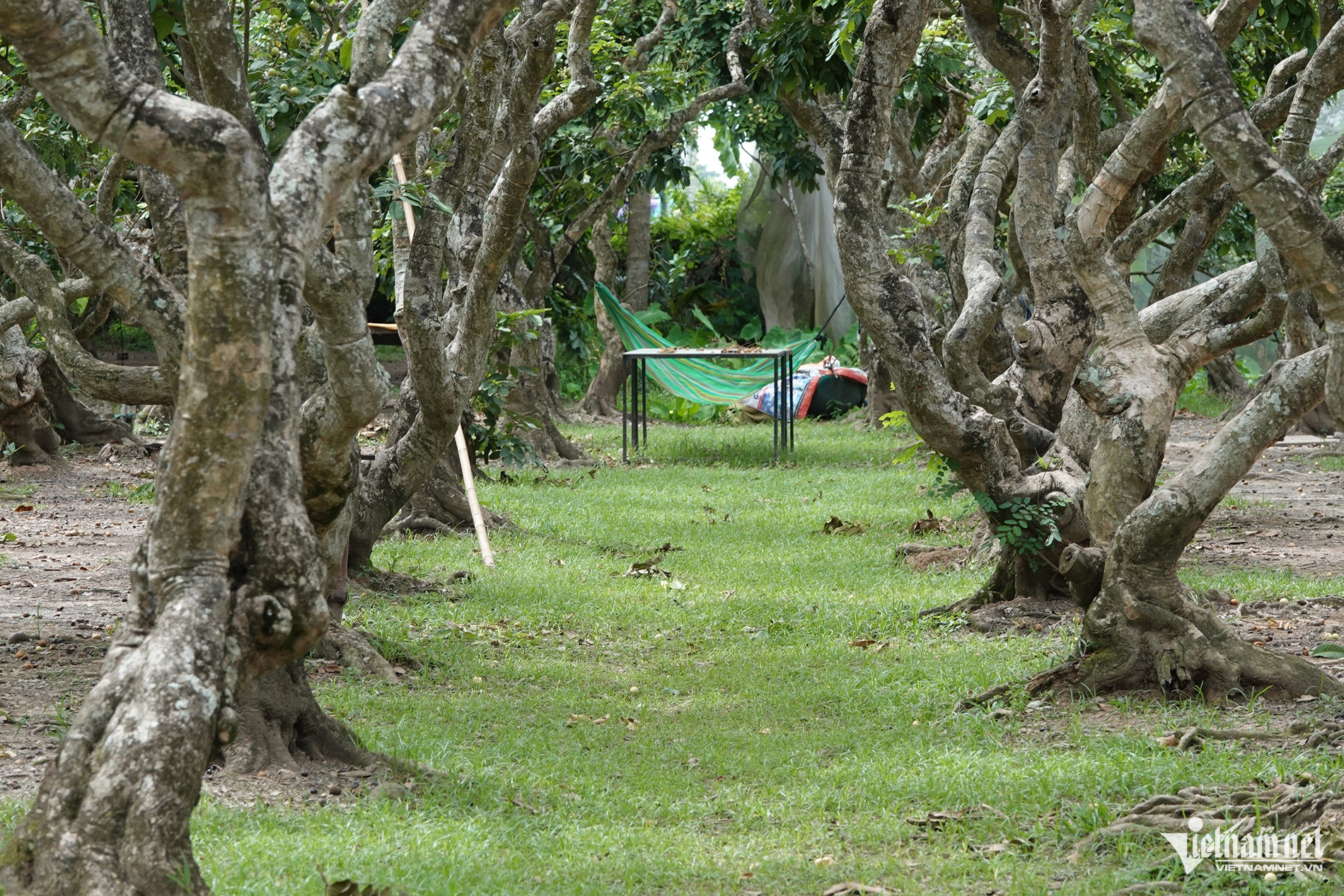 W-Vườn nhãn 394.jpg
