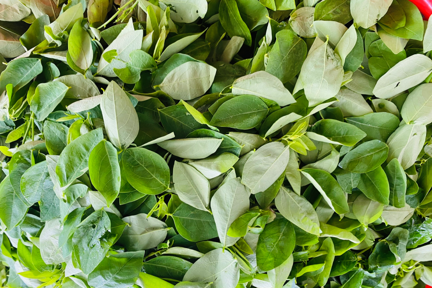 Rau ngót - loại rau giàu đạm bậc nhất, ai nên ăn nhiều?