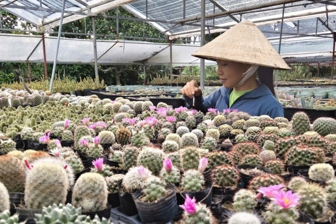 Bỏ việc lương ổn định, 9X về quê trồng xương rồng, thu 300 triệu đồng/năm