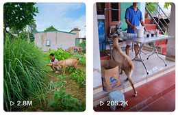 thu-cung-1.png