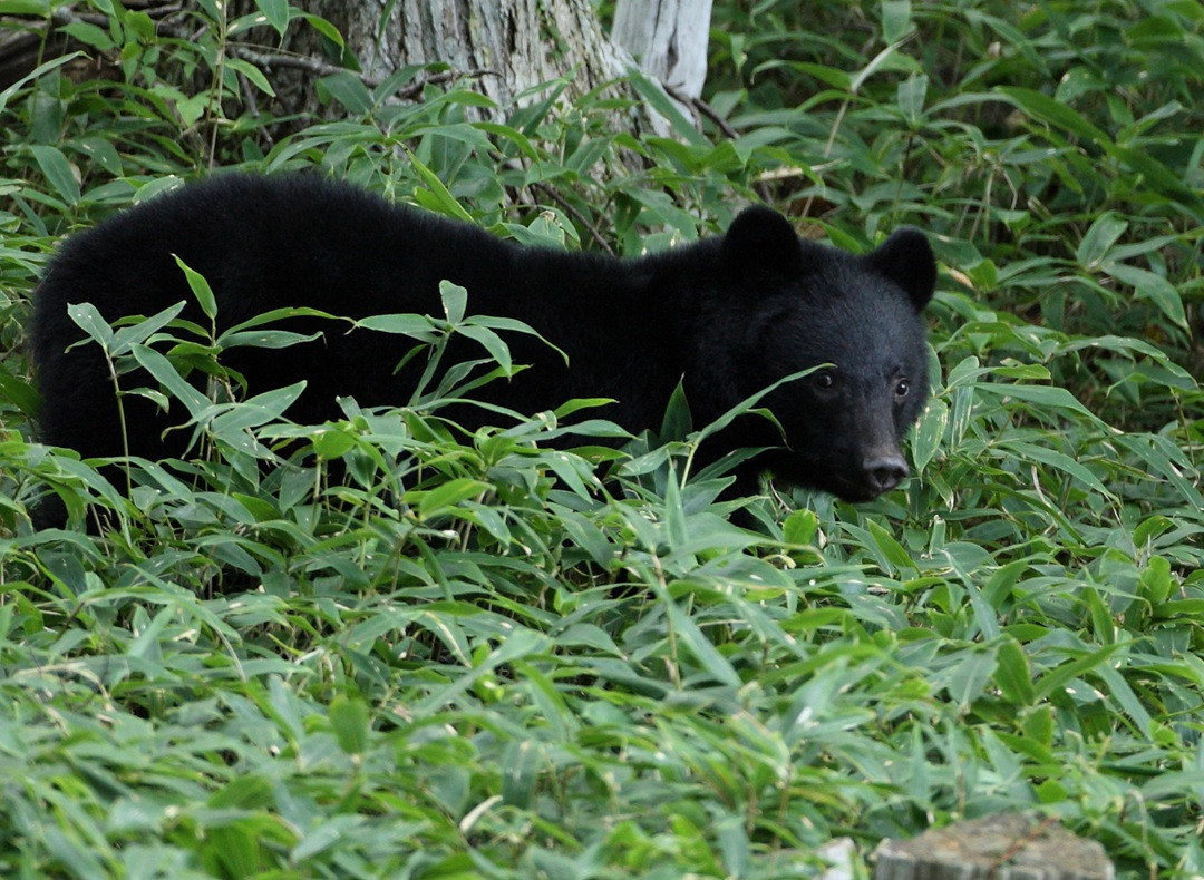 guardian jp bear.jpg
