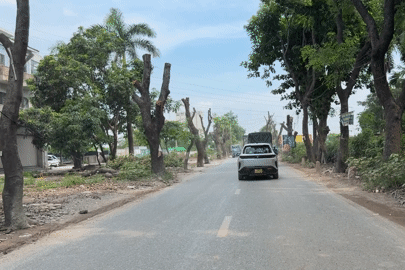 Hà Nội chặt hạ hàng cây cổ thụ, chuẩn bị mở rộng đường nghìn tỷ