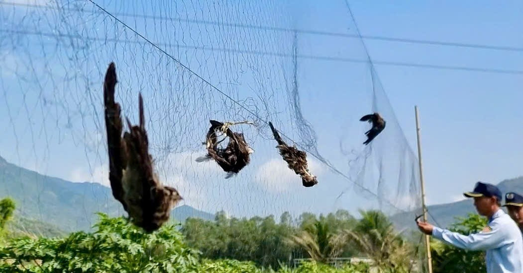 Ngành yến 600 triệu USD trước nguy cơ mất "mỏ vàng" vì nạn săn bắt và hàng giả