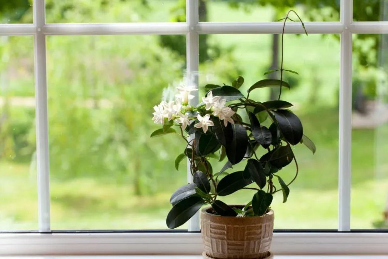4 loại cây giúp phòng ngủ trong lành, góp phần mang đến giấc ngủ ngon