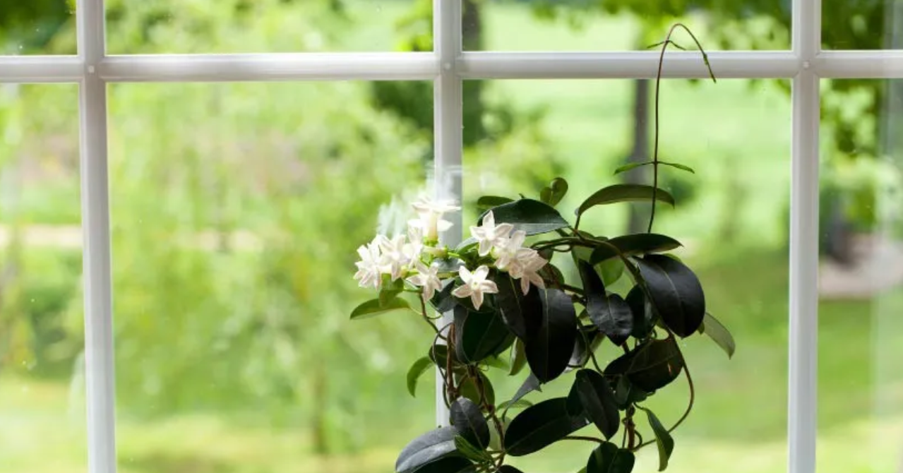 4 loại cây giúp phòng ngủ trong lành, góp phần mang đến giấc ngủ ngon