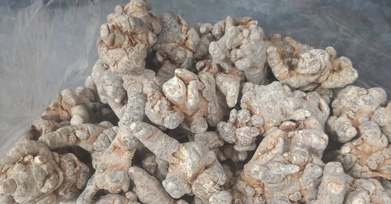 Tam thất bổ máu nhưng 2 nhóm người cần thận trọng