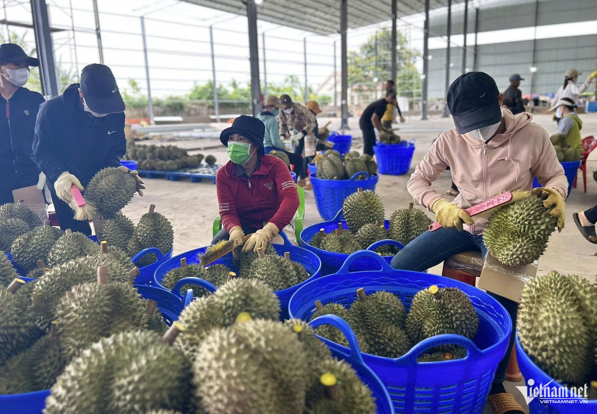 W-sau rieng 1.jpg