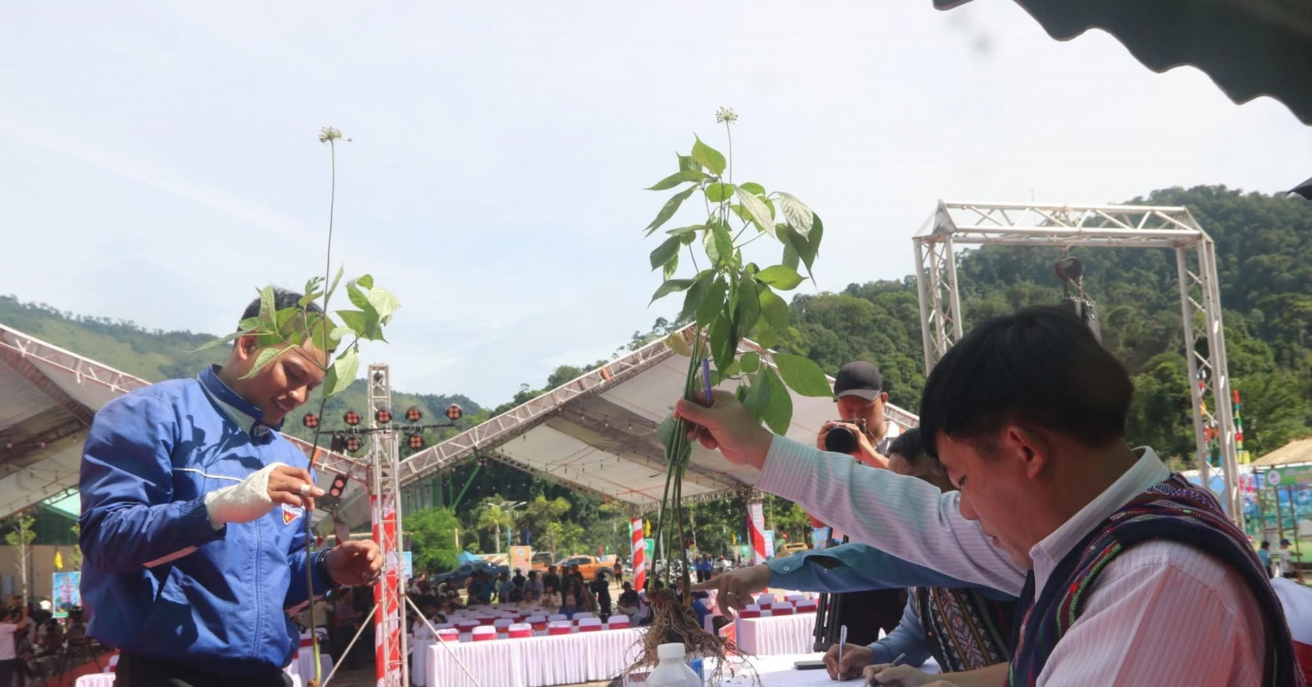 Đà Nẵng cam kết hoàn tiền nếu phát hiện tam thất giả danh sâm Ngọc Linh
