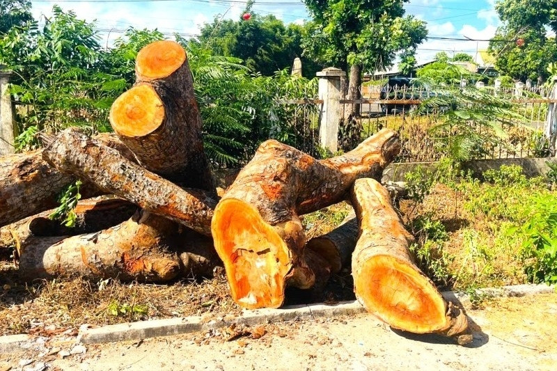 Loạt cây xanh 20 năm tuổi tại trụ sở dôi dư ở Gia Lai bị đốn hạ, xã báo cáo lý do