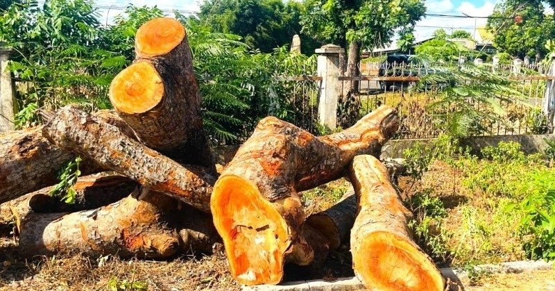 Loạt cây xanh 20 năm tuổi tại trụ sở dôi dư ở Gia Lai bị đốn hạ, xã báo cáo lý do