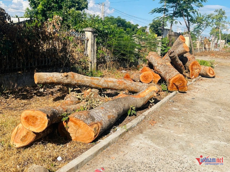 W-Chặt cây xanh tại trụ sở dôi dư 5.jpg